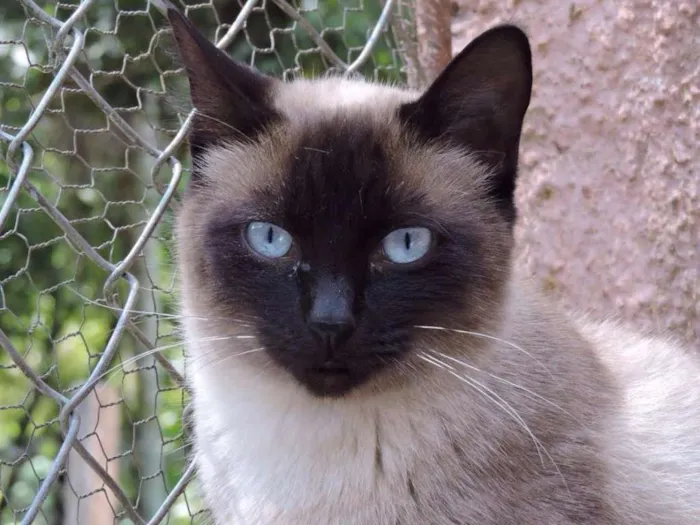 Gato ra a SRD idade 7 a 11 meses nome FELICIA