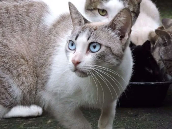 Gato ra a srd idade 7 a 11 meses nome DANDRA