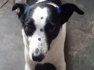 Cachorro raça SRD idade 6 ou mais anos nome REBECA