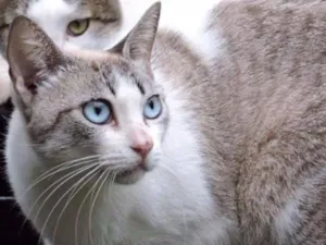 Gato raça srd idade 7 a 11 meses nome DANDRA