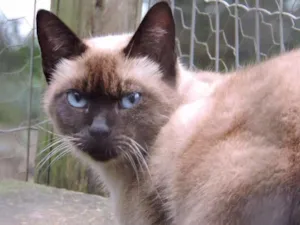 Gato raça SRD idade 7 a 11 meses nome SELENA