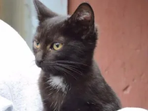 Gato raça SRD idade 2 a 6 meses nome FLOR