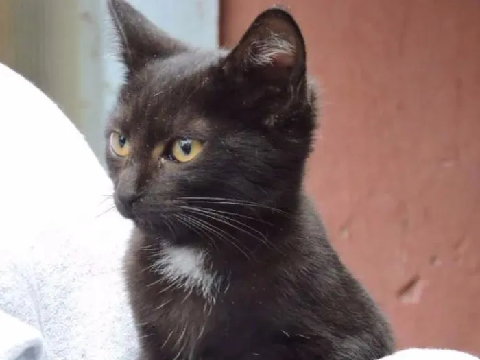Gato ra a SRD idade 2 a 6 meses nome FLOR