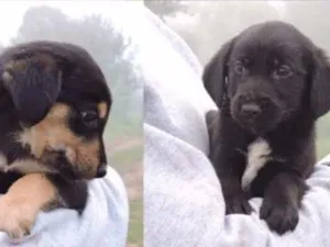 Cachorro raça SRD idade  nome FILHOTES 