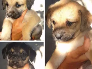Cachorro raça Não identificados  idade Abaixo de 2 meses nome Sem nome