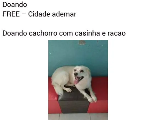 Cachorro ra a Não definida idade 1 ano nome Rabito