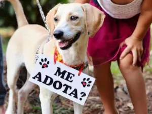 Cachorro raça SRD idade 1 ano nome Sarah