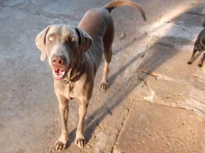 Cachorro raça Weimaraner  idade 2 anos nome Angel 