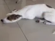 Yoda