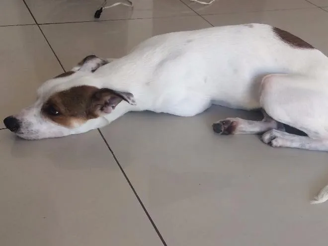 Cachorro ra a Vira-lata idade 7 a 11 meses nome Yoda