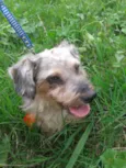Tuffy