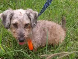Cachorro raça Srd idade 3 anos nome Tuffy