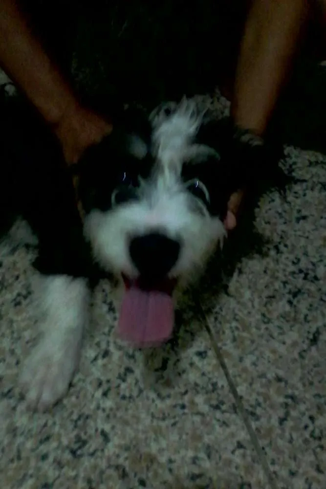 Cachorro ra a Peludo idade 2 a 6 meses nome Betove