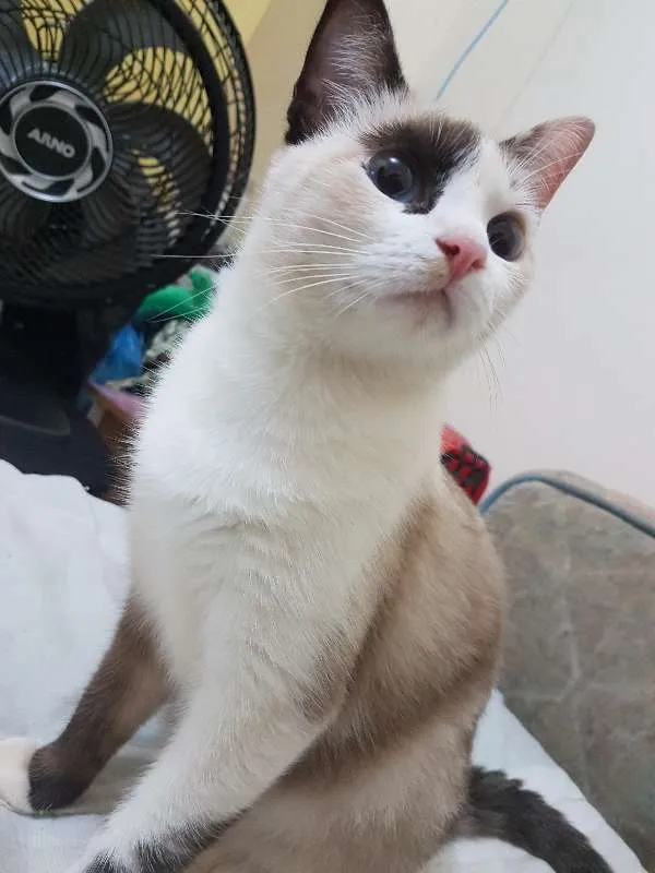 Gato ra a SRD idade 1 ano nome MÃEZINHA