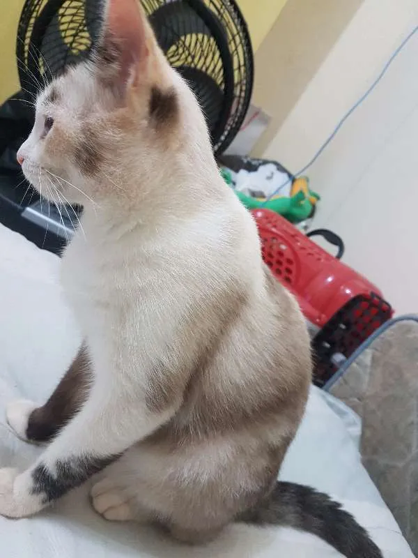 Gato ra a SRD idade 1 ano nome MÃEZINHA