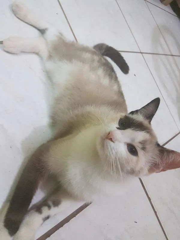 Gato ra a SRD idade 1 ano nome MÃEZINHA