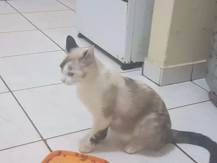 Gato ra a SRD idade 1 ano nome MÃEZINHA