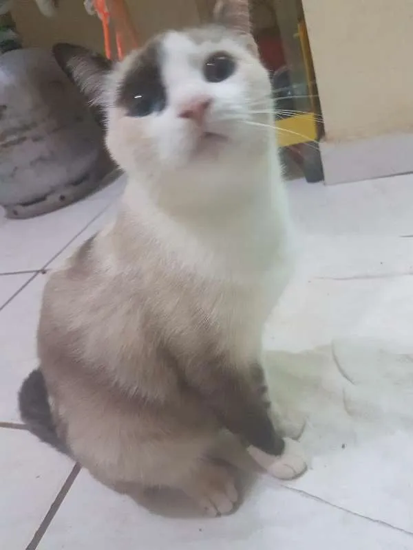 Gato ra a SRD idade 1 ano nome MÃEZINHA