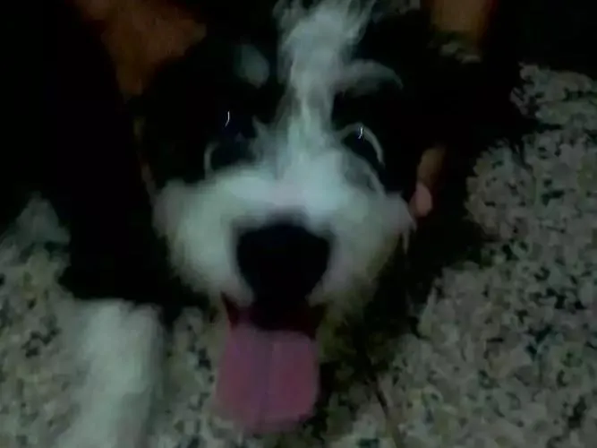 Cachorro ra a Peludo idade 2 a 6 meses nome Betove