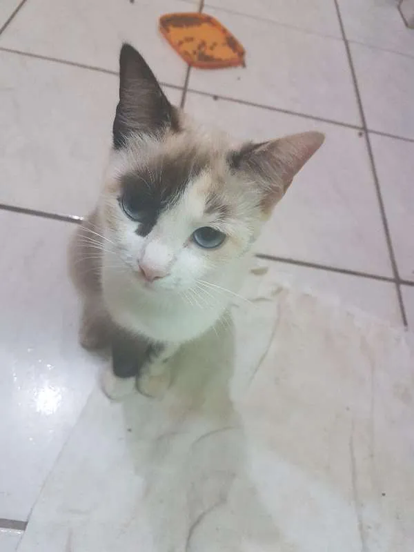 Gato ra a SRD idade 1 ano nome MÃEZINHA