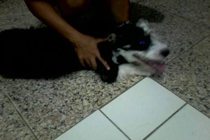 Cachorro ra a Peludo idade 2 a 6 meses nome Betove
