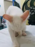 PRÍNCIPE