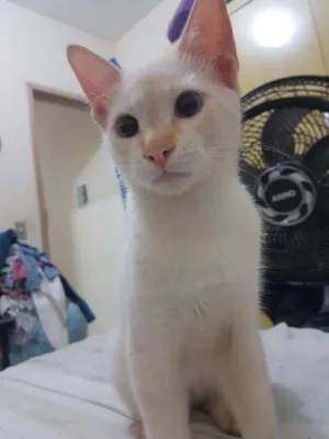 Gato raça SRD idade 2 a 6 meses nome PRÍNCIPE