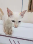 PRÍNCIPE