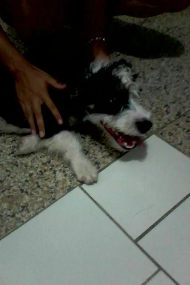 Cachorro ra a Peludo idade 2 a 6 meses nome Betove
