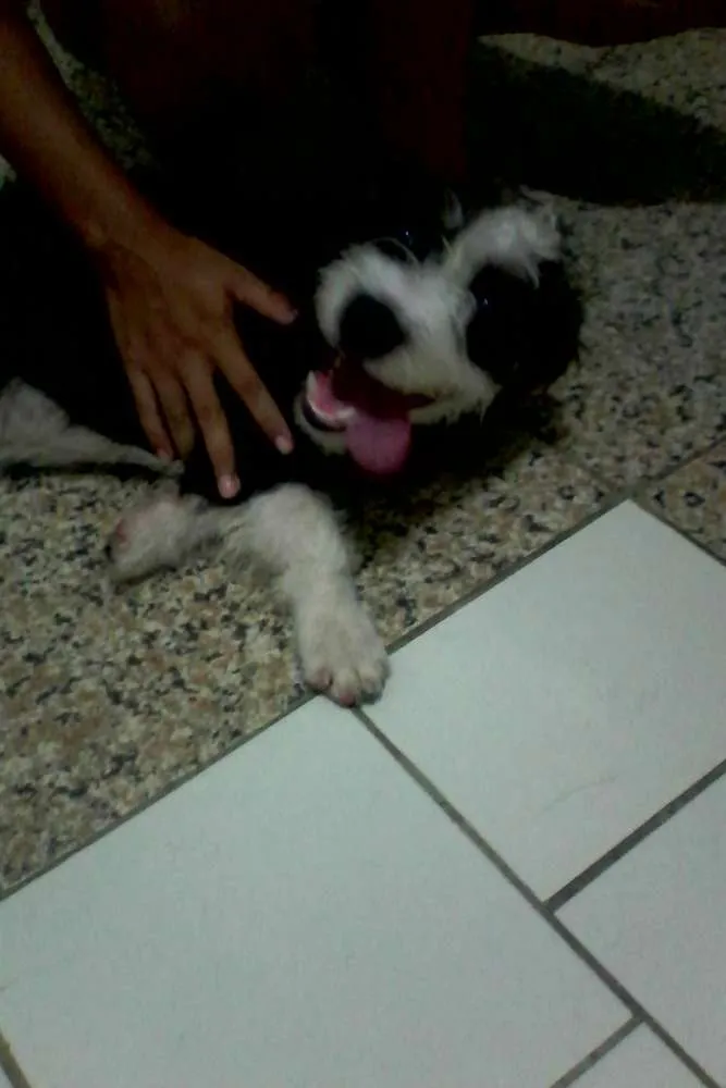 Cachorro ra a Peludo idade 2 a 6 meses nome Betove