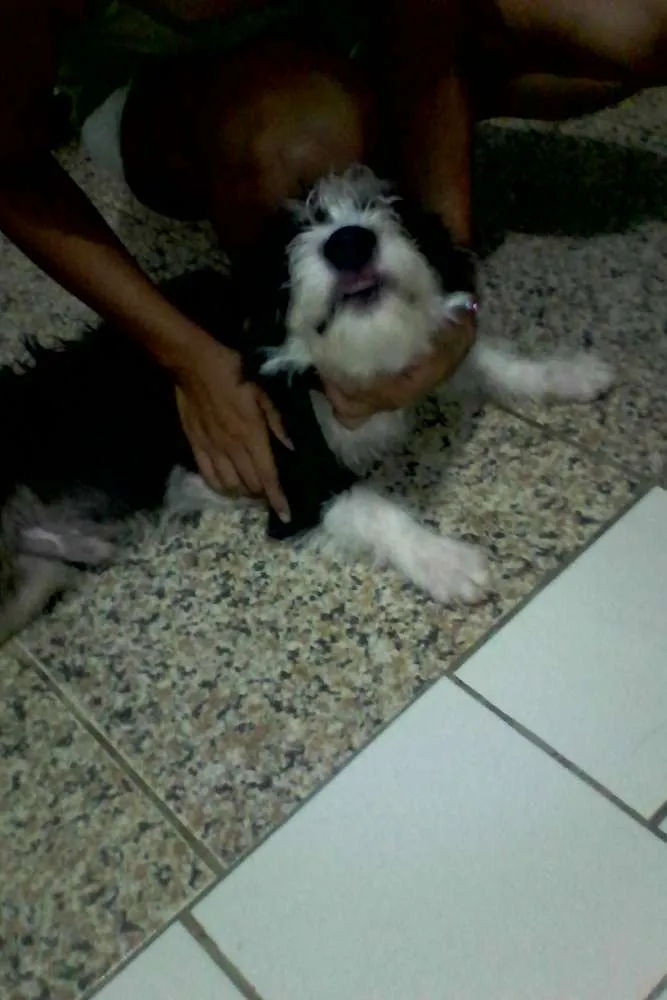 Cachorro ra a Peludo idade 2 a 6 meses nome Betove