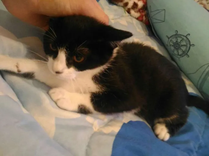 Gato ra a  idade 2 a 6 meses nome Mel