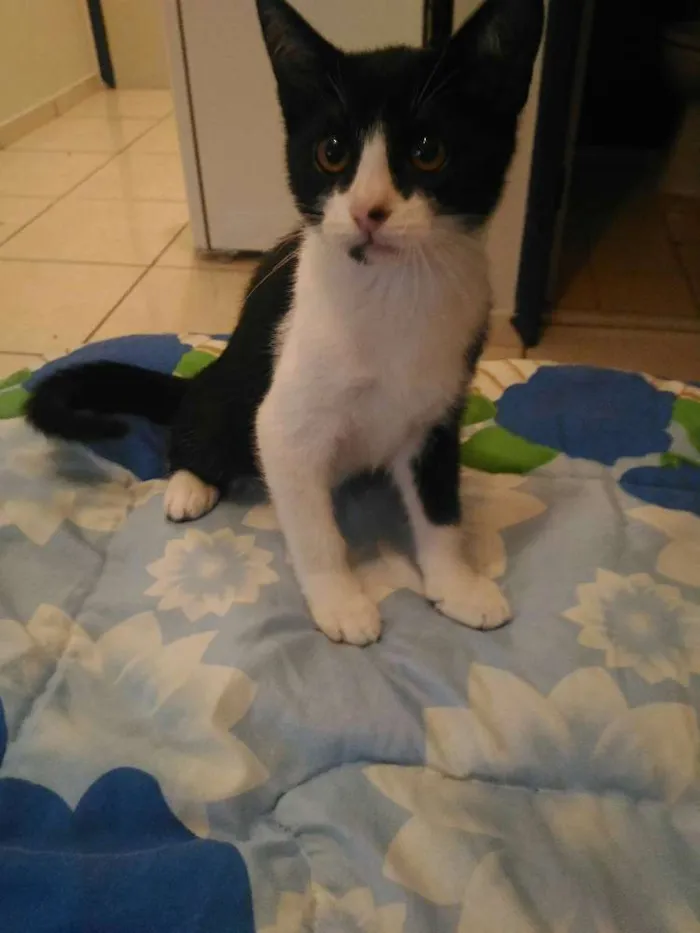Gato ra a  idade 2 a 6 meses nome Mel