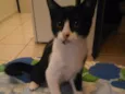 Mel