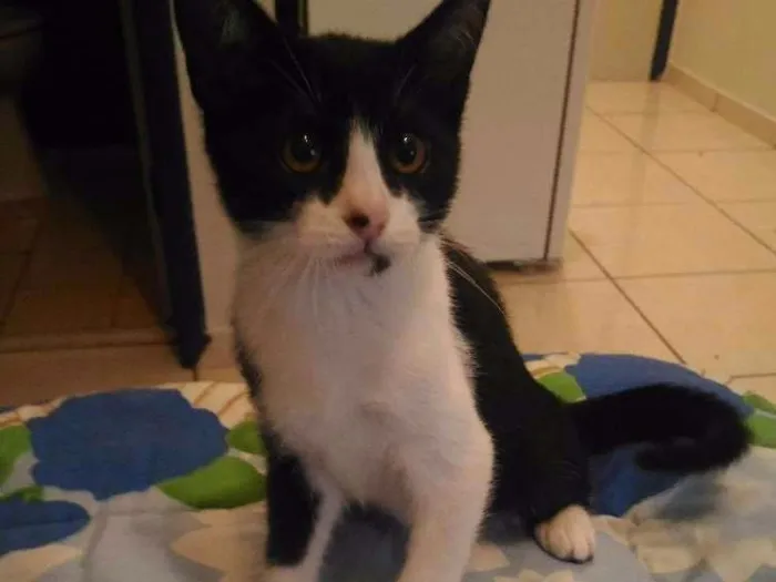 Gato ra a  idade 2 a 6 meses nome Mel
