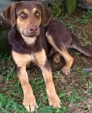 Cachorro raça Indefinida idade 2 a 6 meses nome Caramelo