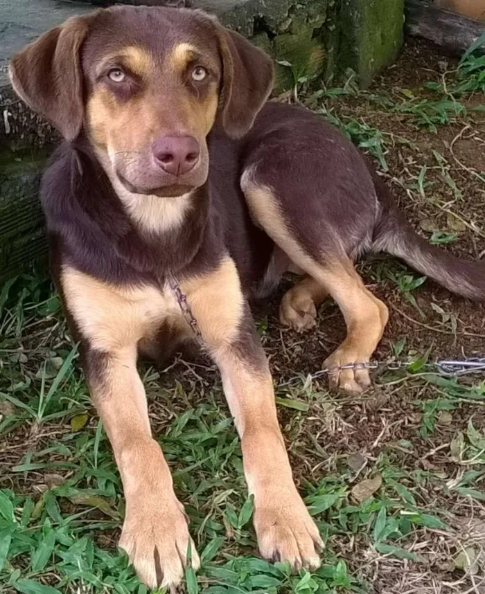 Cachorro ra a Indefinida idade 2 a 6 meses nome Caramelo