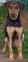 Caramelo