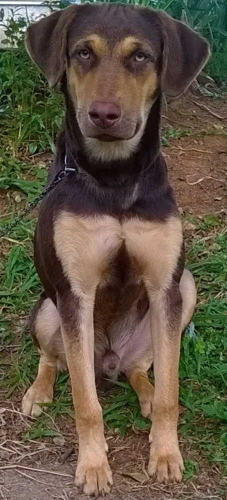 Cachorro ra a Indefinida idade 2 a 6 meses nome Caramelo