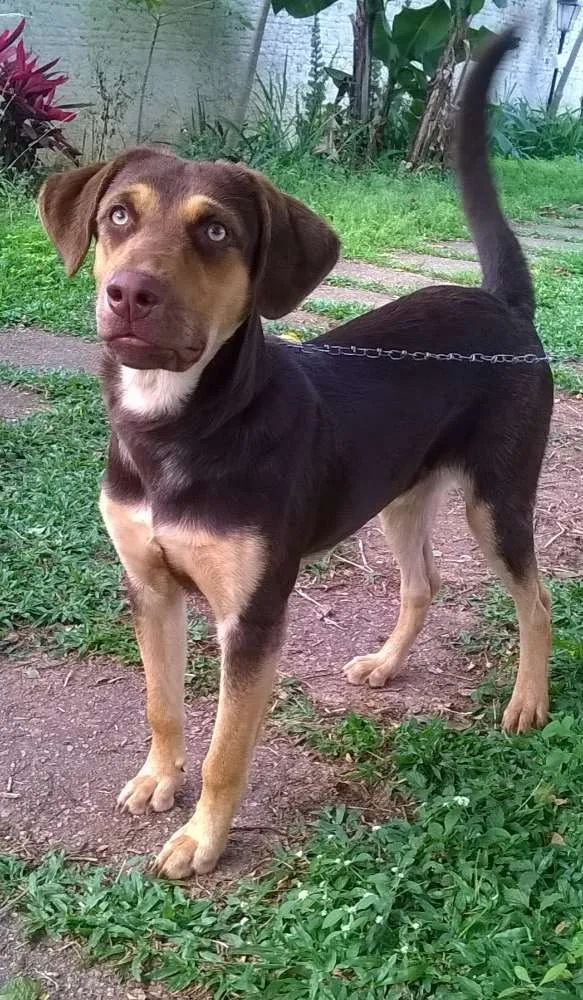 Cachorro ra a Indefinida idade 2 a 6 meses nome Caramelo