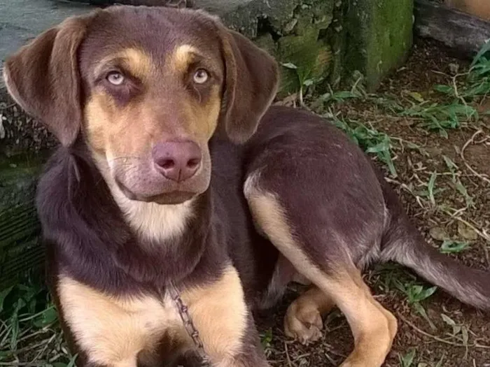 Cachorro ra a Indefinida idade 2 a 6 meses nome Caramelo