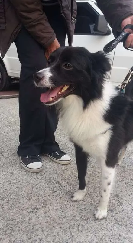 Cachorro ra a mix de border collie idade 1 ano nome Lion