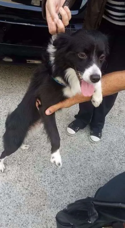 Cachorro ra a mix de border collie idade 1 ano nome Lion