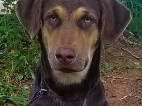 Cachorro ra a Indefinida idade 2 a 6 meses nome Caramelo