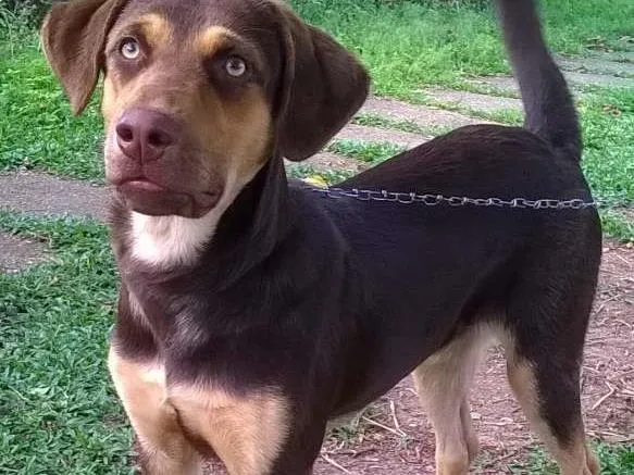 Cachorro ra a Indefinida idade 2 a 6 meses nome Caramelo