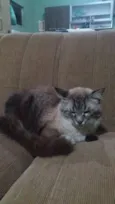 gordo