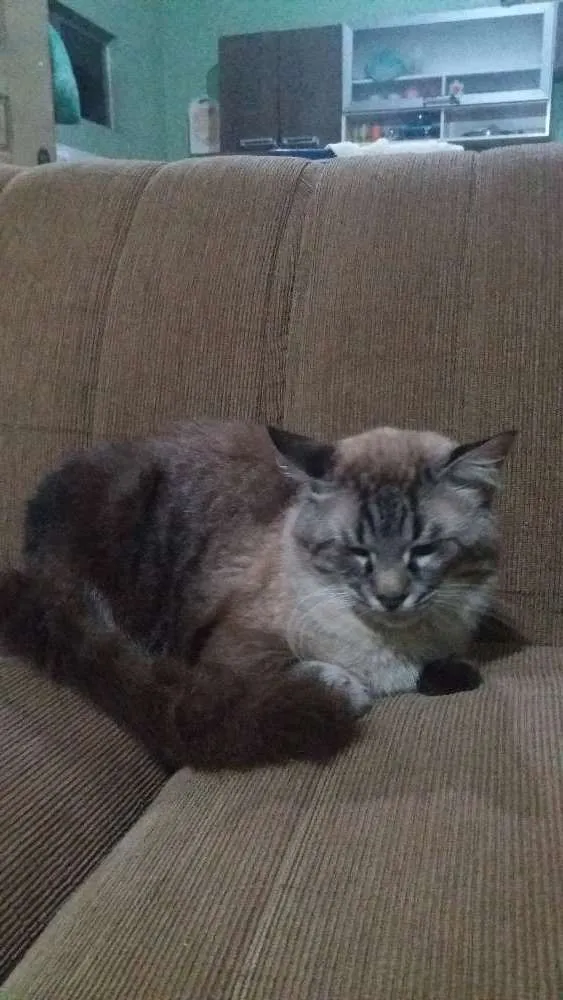 Gato raça perça com sianez idade 1 ano nome gordo