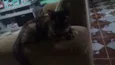 neguinha de luzes