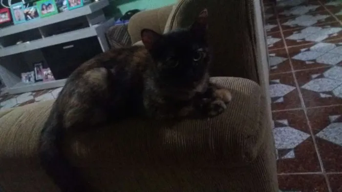 Gato raça vira lata idade 7 a 11 meses nome neguinha de luzes