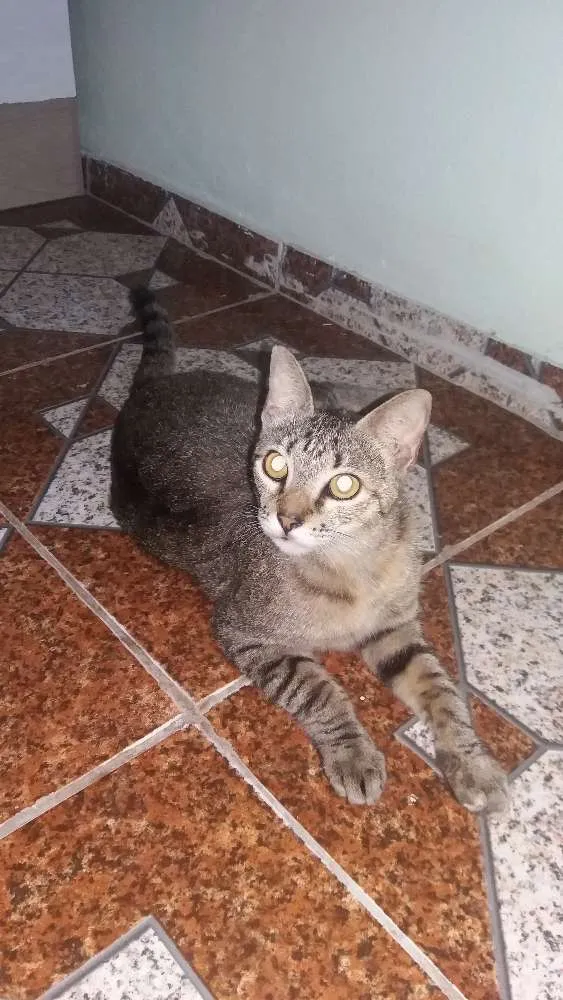 Gato raça vira lata idade 1 ano nome doida linda